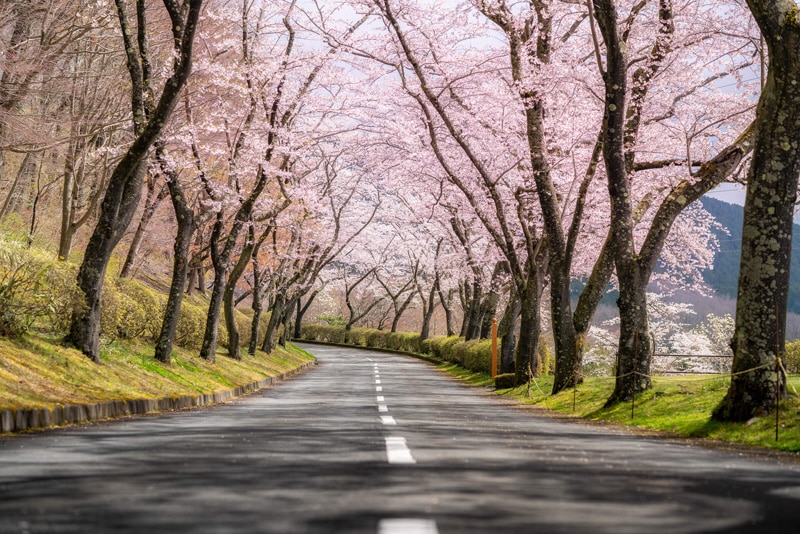 Fall Road